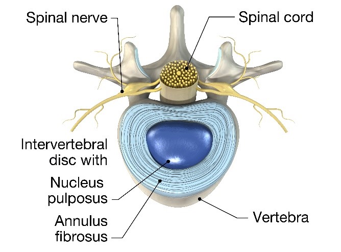 Vertebra e disco